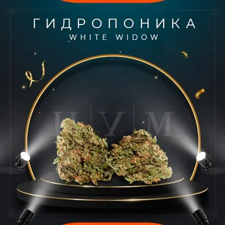 Гидропоника. White Widow VHQ